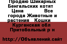 Продаю Шикарных Бенгальских котят › Цена ­ 17 000 - Все города Животные и растения » Кошки   . Курганская обл.,Притобольный р-н